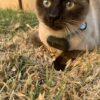 Infinity 4G GPS Pet Tracker - Image 14