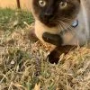 Infinity 4G GPS Pet Tracker - Image 14