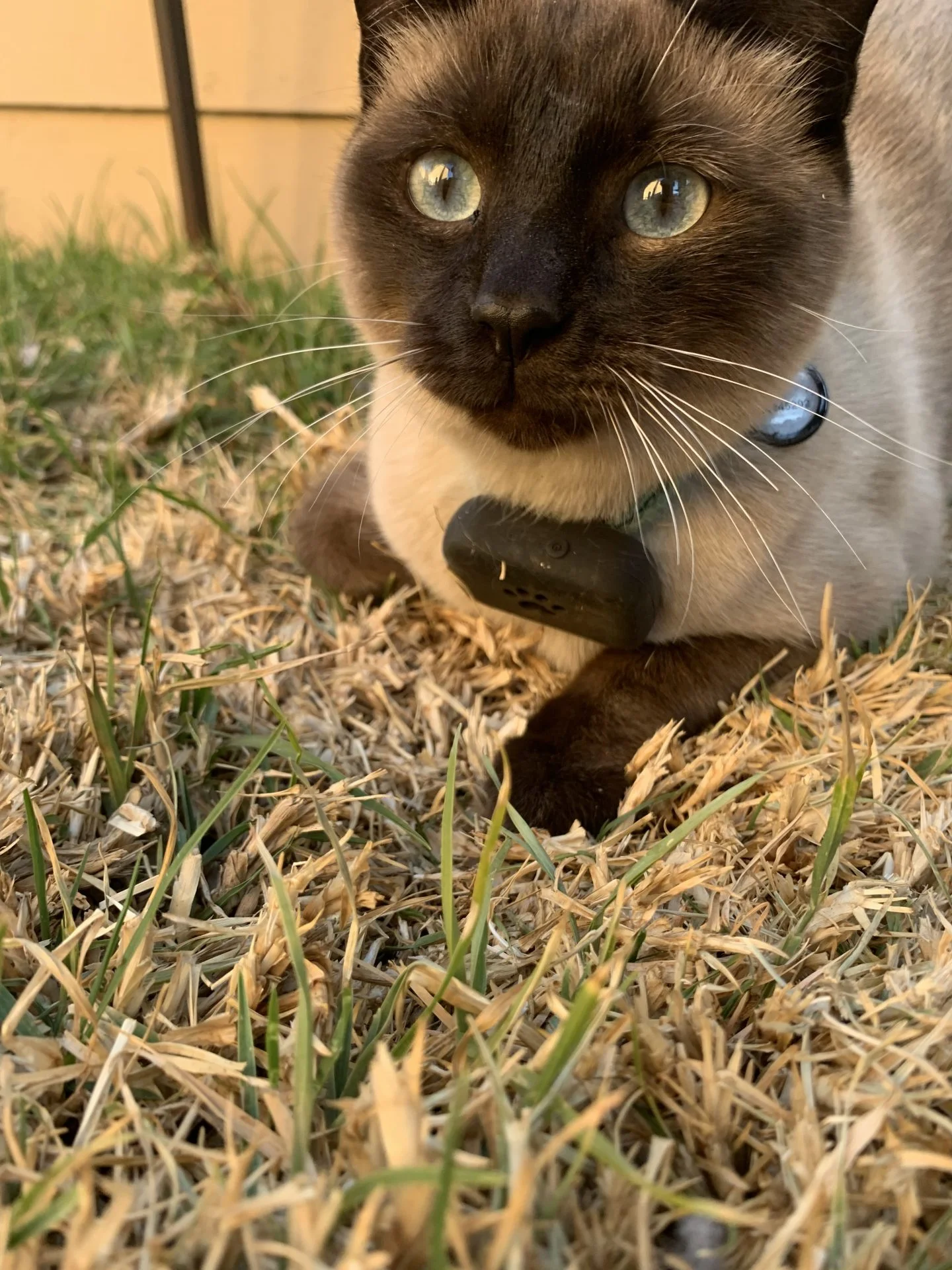 Infinity 4G GPS Pet Tracker - Image 14