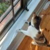 Infinity 4G GPS Pet Tracker - Image 12