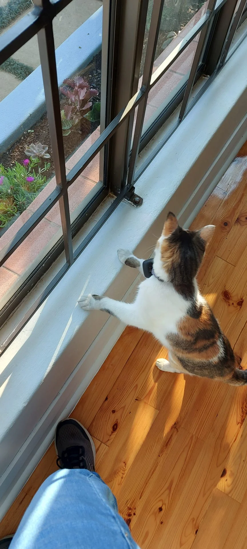 Infinity 4G GPS Pet Tracker - Image 12