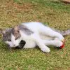 Infinity 4G GPS Pet Tracker - Image 15