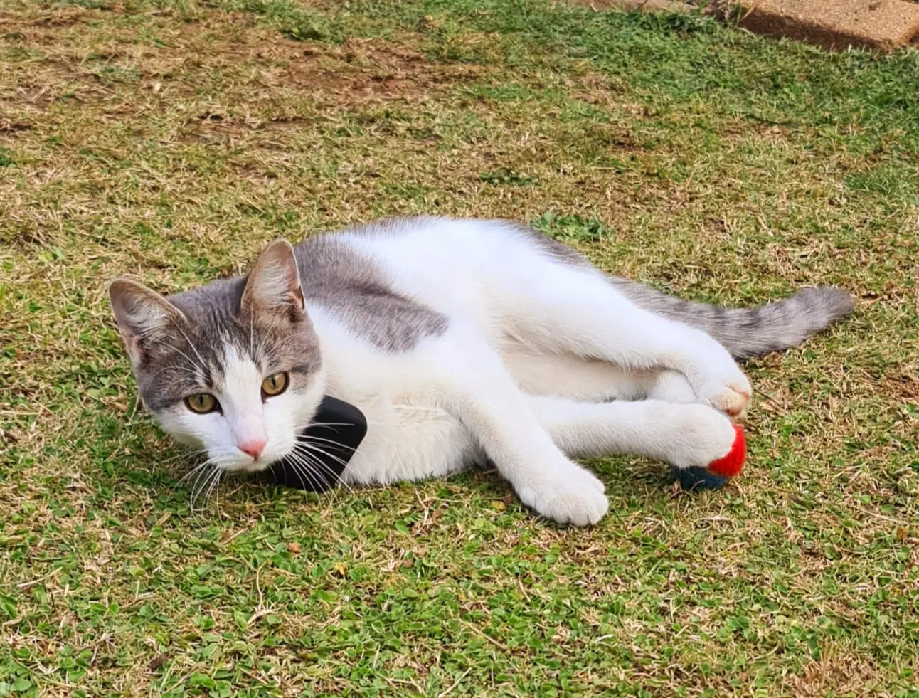 Infinity 4G GPS Pet Tracker - Image 15