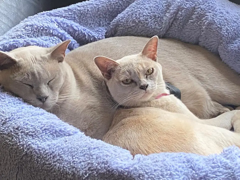 Infinity 4G GPS Pet Tracker - Image 13