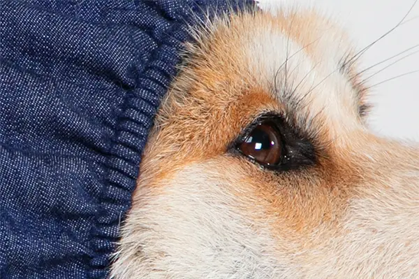 MPS - Veterinary Range Head DOG - Image 9