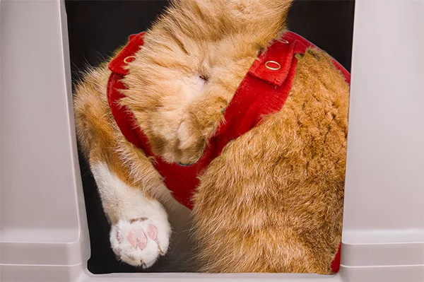 MPS - Veterinary Range Shirt CAT - Image 8