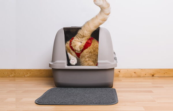 MPS - Veterinary Range Shirt CAT - Image 12