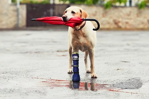 MPS - Veterinary Range Boot