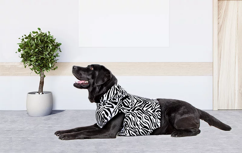 MPS - Veterinary Range Shirt 4 in 1 DOG - 4 in 1 medical recovery shirt for dogs. - TOP-MPS-1 MPS - Veterinary Range Shirt 4 in 1 DOG - Image 13