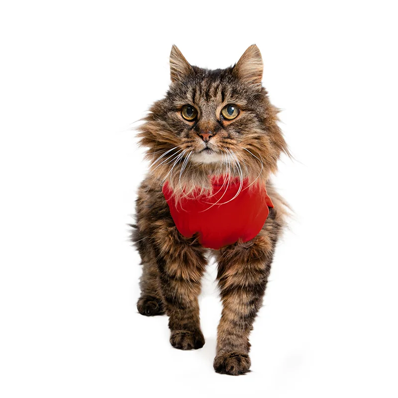 MPS - Veterinary Range Shirt CAT - Image 21