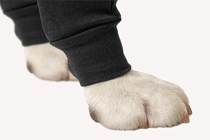 Suitical - at home Recovery Double Sleeve - DOG - Image 5