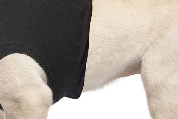 Suitical - At home Recovery Suit - DOG - Image 12