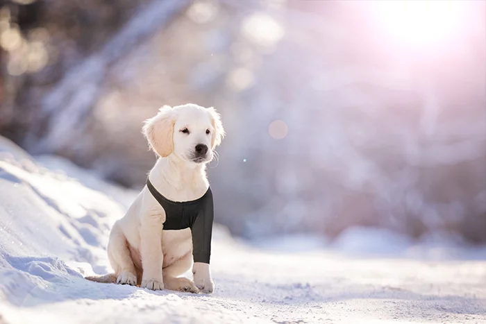 Suitical - at home Recovery Sleeve - DOG - Image 10