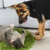 Suitical - At home Recovery Suit - DOG - Image 8