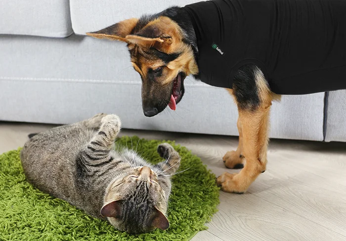 Suitical - At home Recovery Suit - DOG - Image 8