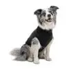 Suitical - At home Recovery Suit - DOG