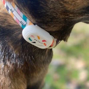 TailFit Pet Fitness & Activity Tracker