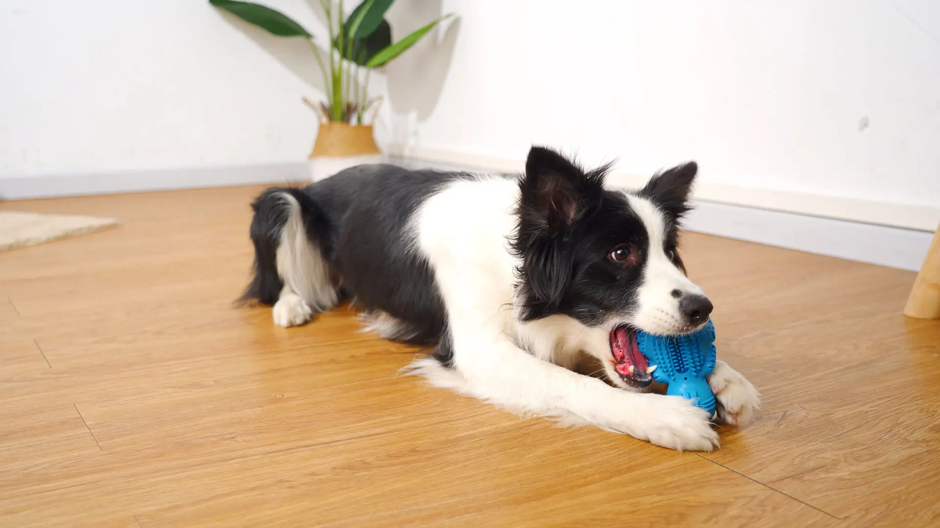 DinoTuff Rugged Dental Chew - The <strong>DinoTuff Rugged Dental Chew</strong> is an eco-friendly, durable natural rubber toy designed to promote your pet’s dental health while providing entertainment. Its <strong>teething texture</strong> cleans teeth during play, with a recess for applying toothpaste, and it also doubles as a <strong>puzzle treat dispenser</strong> to engage your pet’s mind. Made from non-toxic, bite-resistant materials, it’s ideal for heavy chewers and supports sustainability. The chew toy helps reduce plaque, promotes healthy gums, and provides hours of fun, all while being easy to clean and customizable. - dinotuff-dent-01 DinoTuff Rugged Dental Chew - Image 6