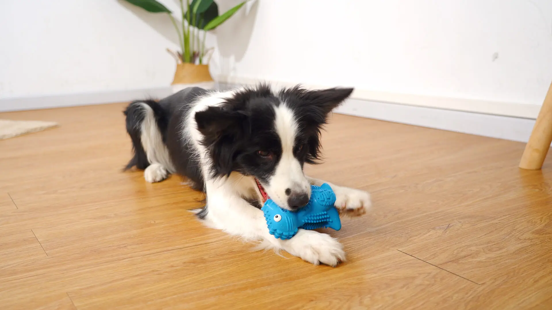 DinoTuff Rugged Dental Chew - The <strong>DinoTuff Rugged Dental Chew</strong> is an eco-friendly, durable natural rubber toy designed to promote your pet’s dental health while providing entertainment. Its <strong>teething texture</strong> cleans teeth during play, with a recess for applying toothpaste, and it also doubles as a <strong>puzzle treat dispenser</strong> to engage your pet’s mind. Made from non-toxic, bite-resistant materials, it’s ideal for heavy chewers and supports sustainability. The chew toy helps reduce plaque, promotes healthy gums, and provides hours of fun, all while being easy to clean and customizable. - dinotuff-dent-01 DinoTuff Rugged Dental Chew - Image 7