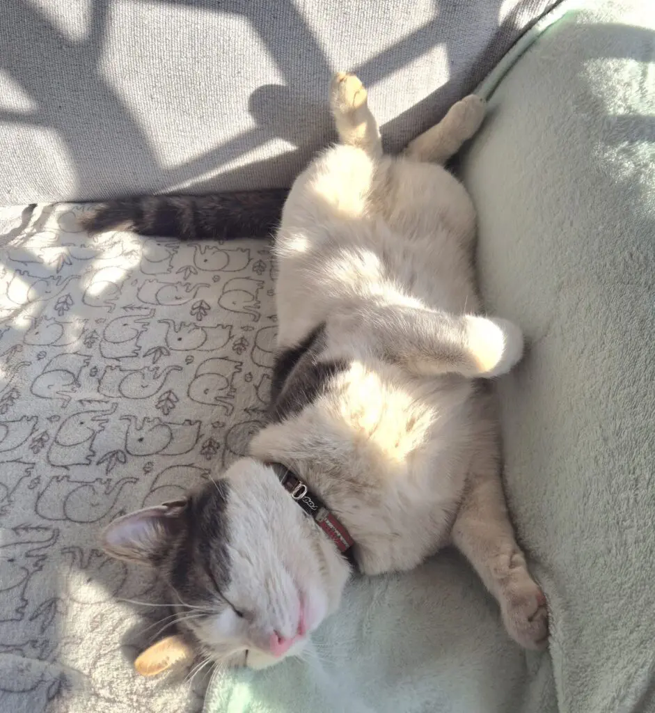 Real‑World Review: Infinity 4G GPS Cat Tracker for Cats (Wallace’s 3‑Year Experience) -