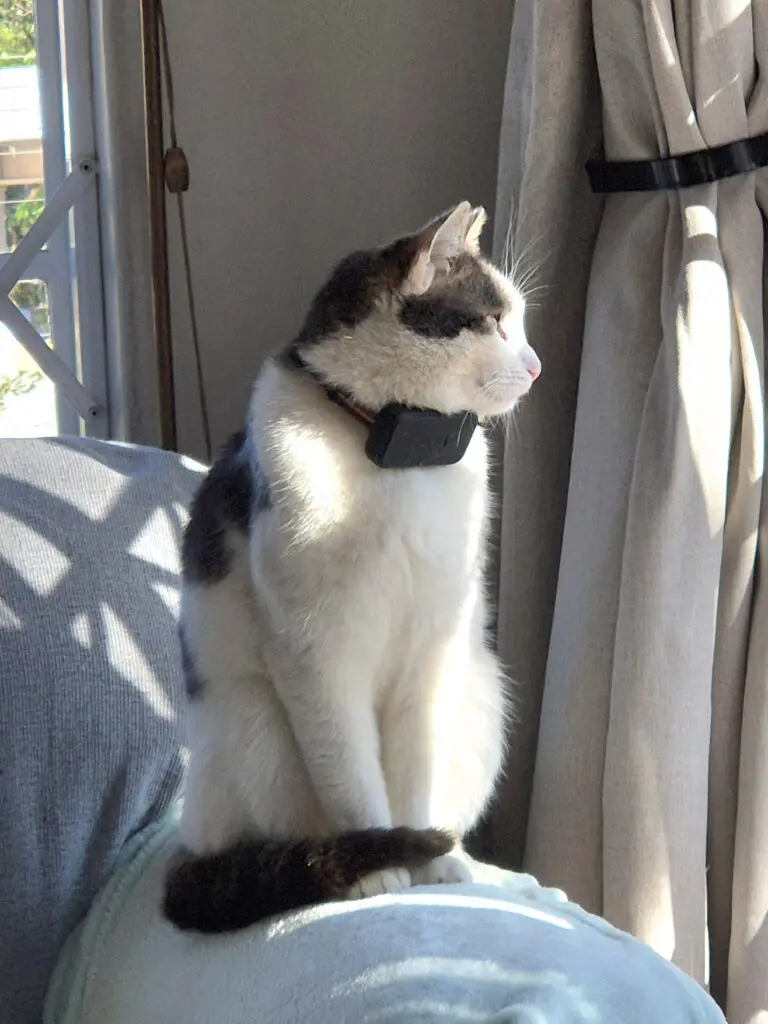 Real‑World Review: Infinity 4G GPS Cat Tracker for Cats (Wallace’s 3‑Year Experience) -