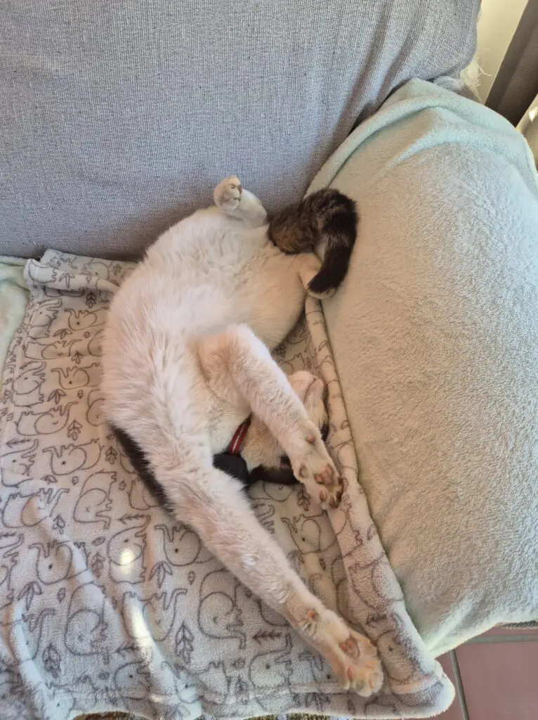 Real‑World Review: Infinity 4G GPS Cat Tracker for Cats (Wallace’s 3‑Year Experience) -