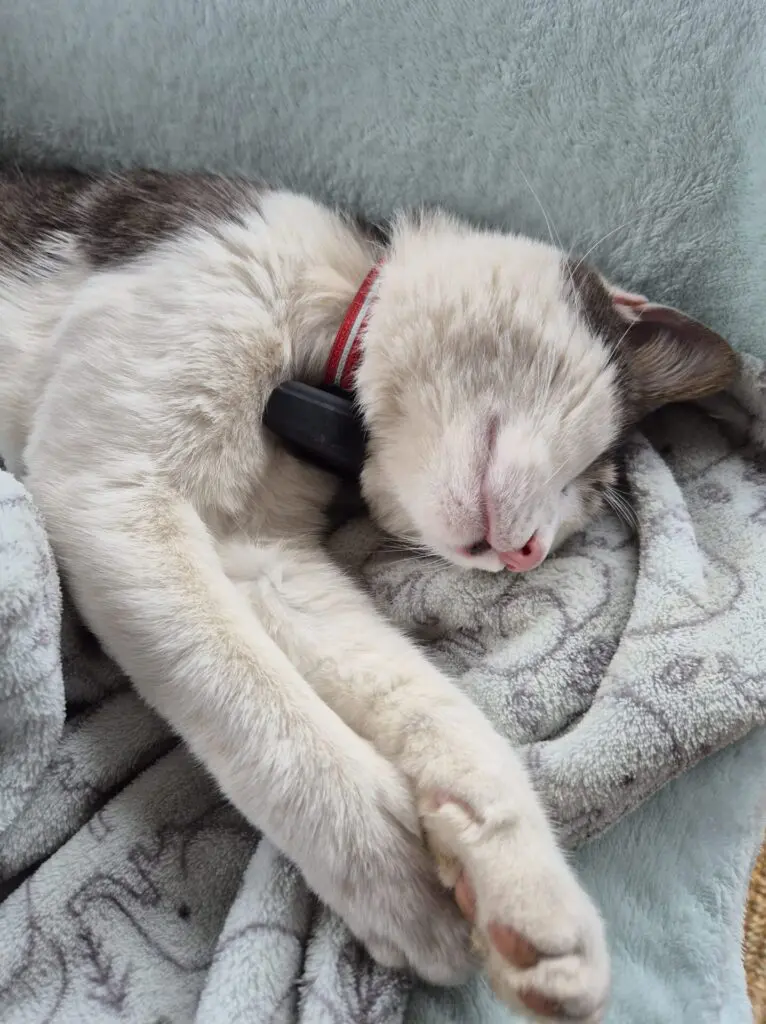 Real‑World Review: Infinity 4G GPS Cat Tracker for Cats (Wallace’s 3‑Year Experience) -