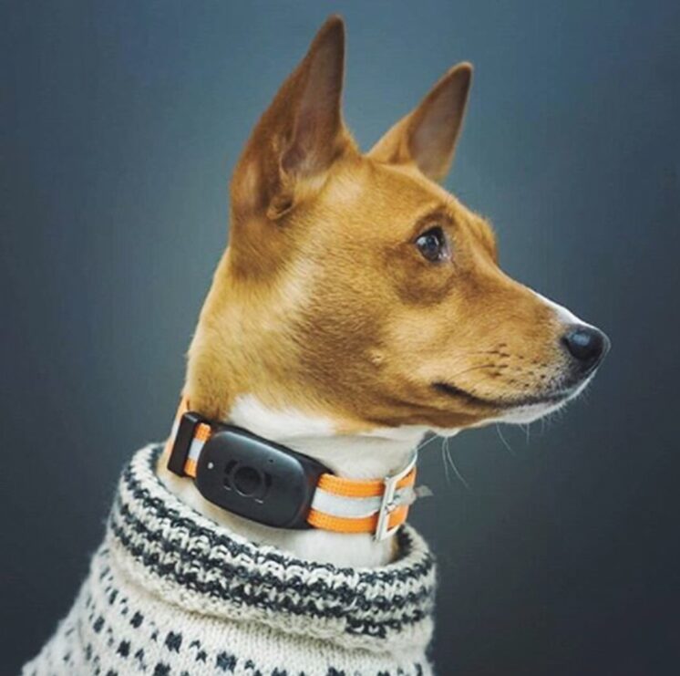 Infinity Pro GPS Pet Tracker - The <strong>Infinity Pro GPS Pet Tracker</strong> offers real-time pet monitoring using <strong>NB-IoT technology</strong> for extended battery life. With a dual-mode system utilising Bluetooth and WiFi for home and away tracking, it's waterproof, lightweight, and easy to set up, ensuring your pet's safety with efficient power usage and customizable features. - INF-pro-GPS-0-1 Infinity Pro GPS Pet Tracker - Image 5