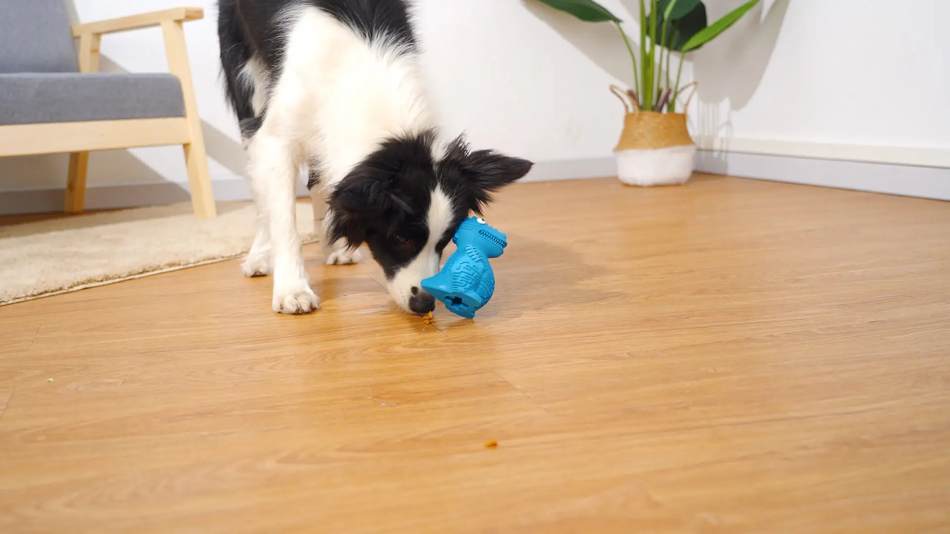 DinoTuff Rugged Dental Chew - The <strong>DinoTuff Rugged Dental Chew</strong> is an eco-friendly, durable natural rubber toy designed to promote your pet’s dental health while providing entertainment. Its <strong>teething texture</strong> cleans teeth during play, with a recess for applying toothpaste, and it also doubles as a <strong>puzzle treat dispenser</strong> to engage your pet’s mind. Made from non-toxic, bite-resistant materials, it’s ideal for heavy chewers and supports sustainability. The chew toy helps reduce plaque, promotes healthy gums, and provides hours of fun, all while being easy to clean and customizable. - dinotuff-dent-01 DinoTuff Rugged Dental Chew - Image 9