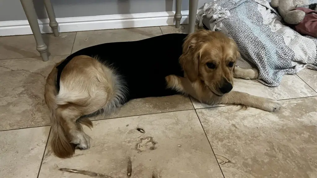 Dog Cone Alternative Review: Suitical Recovery Suit & Sleeve (Real Story, Sizing Tips, FAQs) -