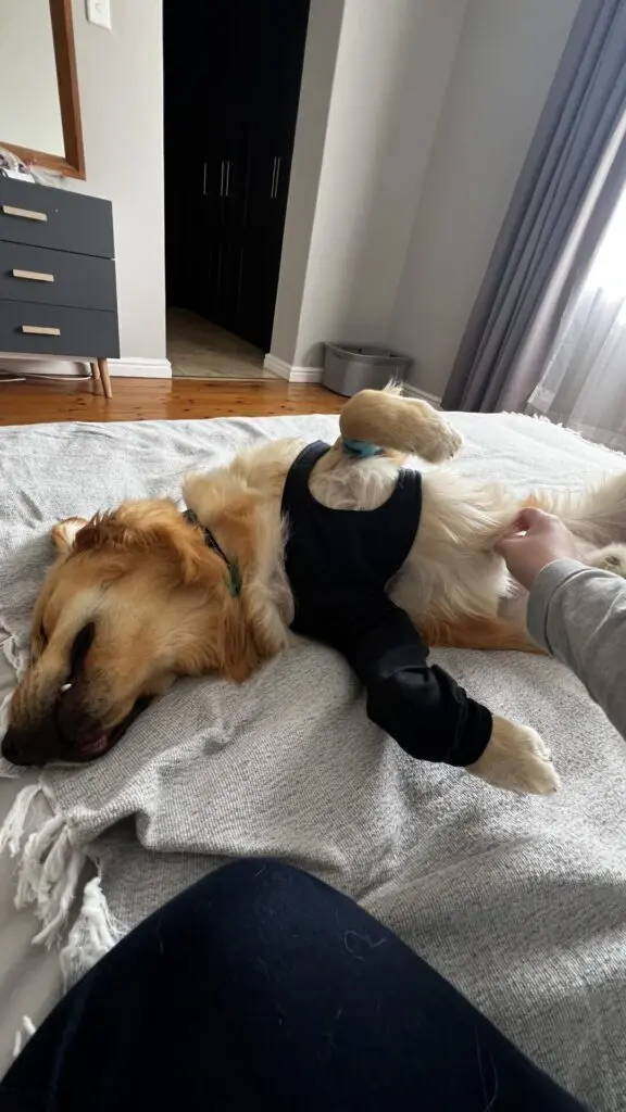 Dog Cone Alternative Review: Suitical Recovery Suit & Sleeve (Real Story, Sizing Tips, FAQs) -