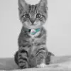 Agile Pro GPS Pet Tracker - Image 28