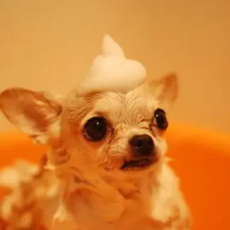 Cute chihuahua dog enjoys bath with playful foam hat in orange tub.