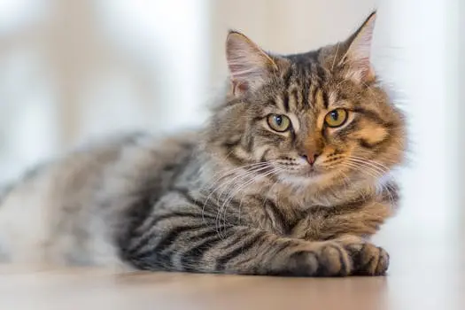 pexels-photo-177809-177809 Fluffy tabby cat lounging indoors, exuding calm and curiosity.