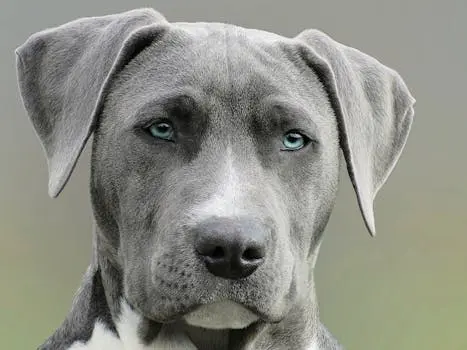 pexels-photo-733416-733416 High-resolution close-up portrait of a gray dog with striking blue eyes, capturing elegant features.